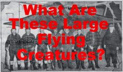 What Are These Large Flying Creatures