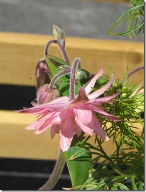 rosa akeleie