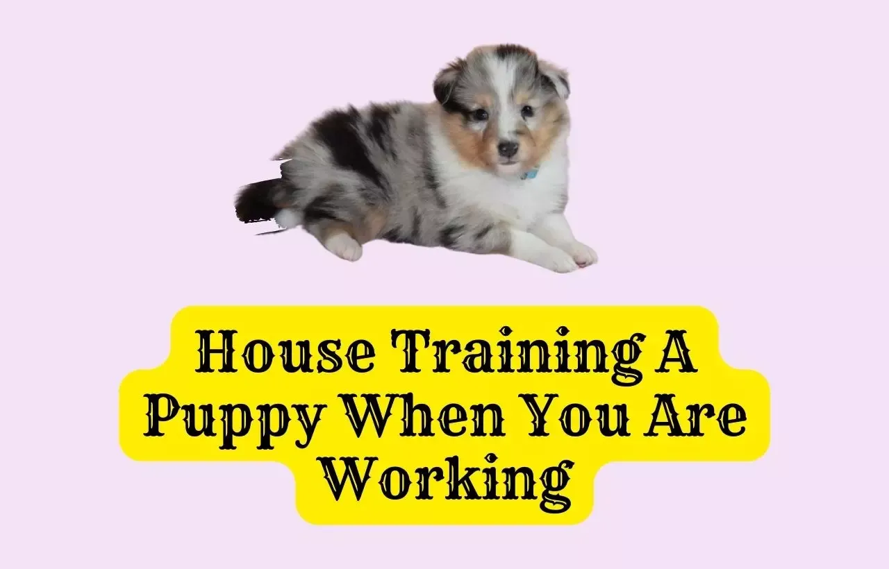 House Training A Puppy