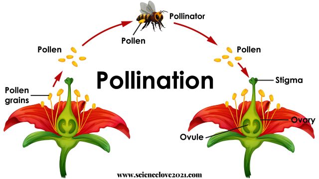 परागण (Pollination) किसे कहते हैं?: परिभाषा, प्रकार|hindi