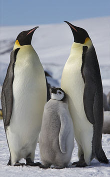 Pingüino emperador Aptenodytes forsteri