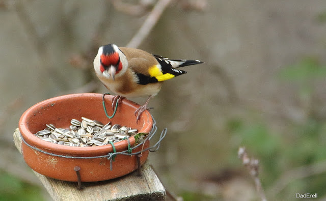 Un chardonneret picore en hiver dans une coupelle