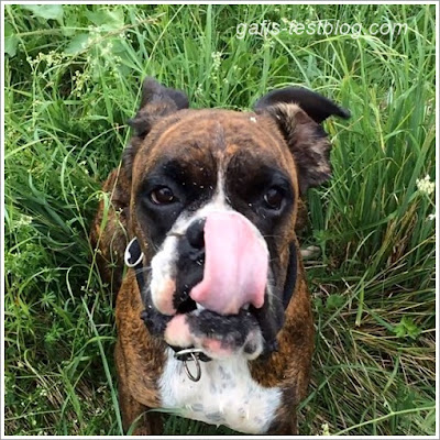 Boxer Amy mit Fledermausohren