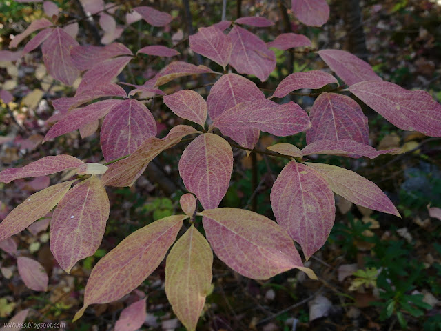 dogwood leaves turning