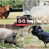 ERAQQ - Peluang Usaha 4 Jenis Hewan Ternak yang Harganya Bisa Selangit