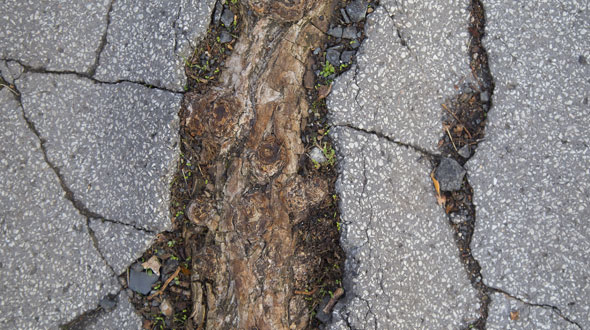 Tree root buckled and cracked driveway