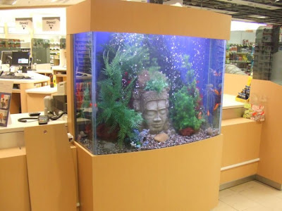 fish aquarium design