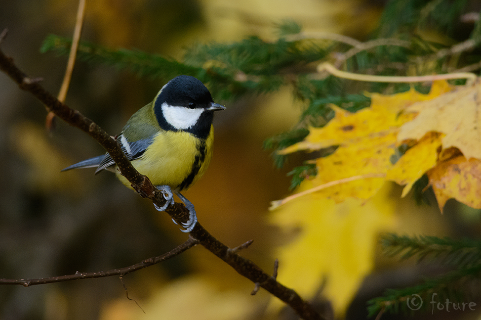 Rasvatihane, Parus major, Great tit, tihane