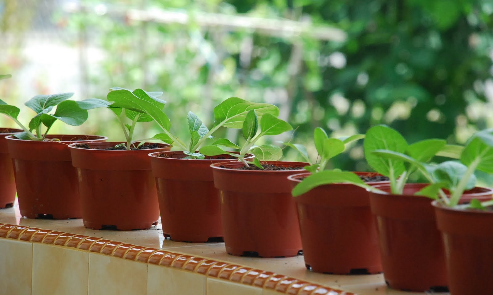 My little vegetable garden: Tanaman dalam pasu: sekali imbas