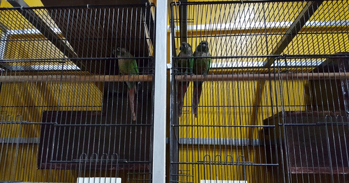 Unggas Eksotik Malaya U.E.M: Green Cheeked Conure