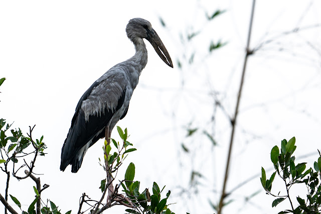 An Bui 2024 Dong Thap - Asian Openbill (Cò nhạn, Cò ốc)