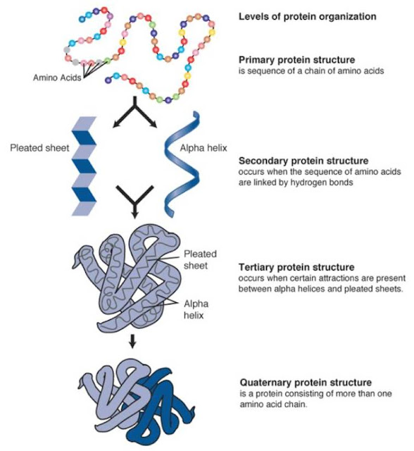 Image result for primary structure of protein