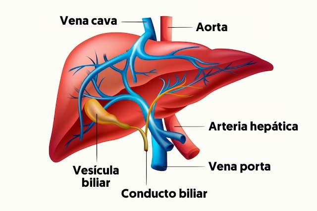 El invento que podría salvar al mundo de las enfermedades cardiovasculares: editan genéticamente el hígado de un paciente para bajar su colesterol malo