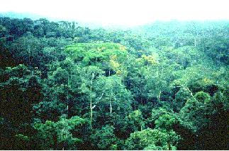 Rainforest  Image