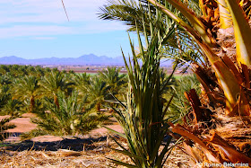 Medjool Date Palms and the Yuma Arizona Desert at Martha's Gardens Date Farm
