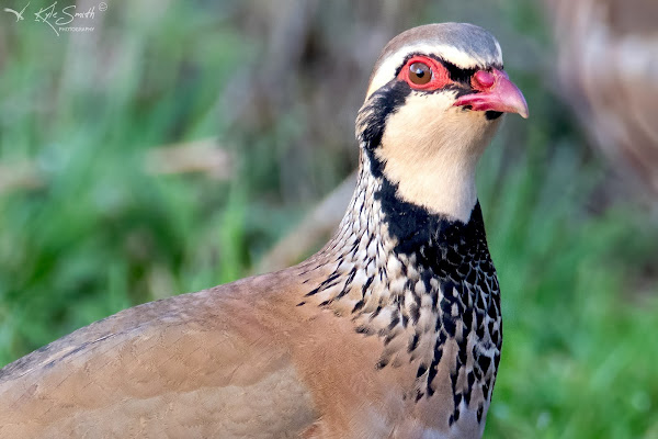 Red-legged partridge