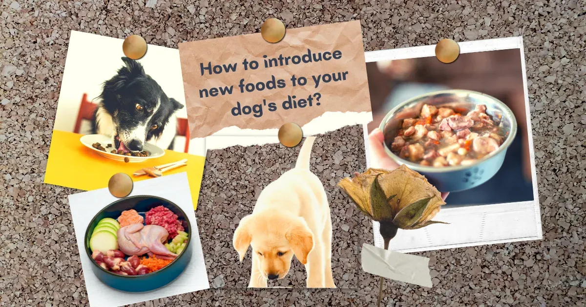 Homemade Dog Meals, Nutritional Dog Diet, Protein Sources for Dogs