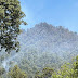 Controlan incendio forestal registrado en Donato Guerra