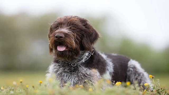 German Wirehaired Pointer