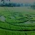 Misteri dan Seni Crop Circle