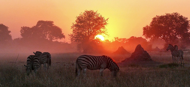 Moremi Wildlife Reserve ,Botswana