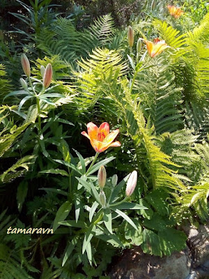 Лилия пенсильванская / Лилия даурская (Lilium pensylvanicum, =Lilium dauricum)