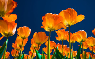 Tulip HD Wallpapers Free Download