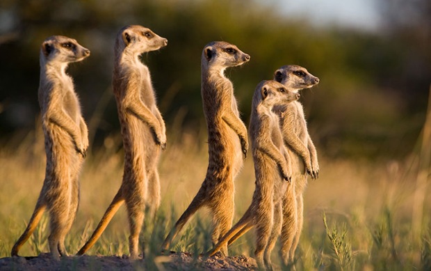 -Wildlife-photography- Meerkat