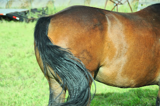 Bay ranch horse with birthmark-type thing