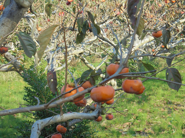 柿の果樹園