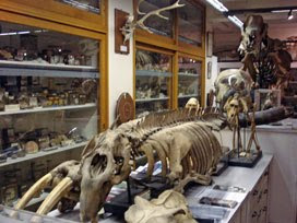 Grant Museum of Zoology