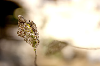 hoja calada nervadura close-up