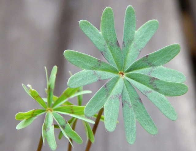 Кислица десятилисточковая (Oxalis decaphylla)