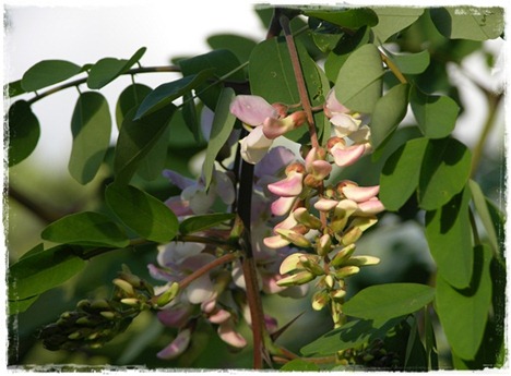 3 robinia