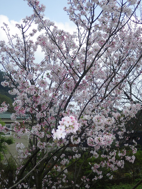 Taipei cherry blossoms Orange Cafe