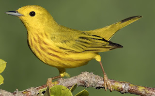 Yellow Warbler Bird image