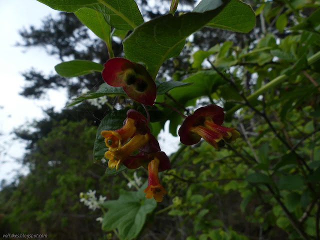 two flowers in a pod