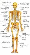 Pengertian, Fungsi, Struktur Dan Macam-Macam Jenis Sistem Rangka (Tulang) Pada Manusia