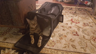 Bux's happy place is his carrier