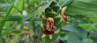 Ginger flower