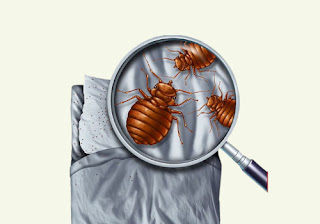 How to get rid of Bed Bugs From Mattress