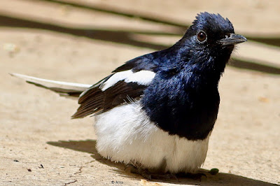 Oriental Magpie-Robin