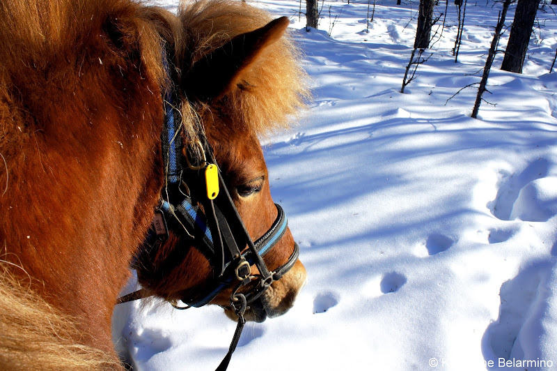 Blida Outdoor Winter Activities in Sweden's Lapland