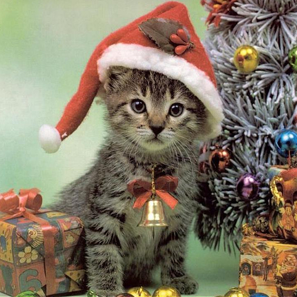 ... : Free Download Christmas Pets iPad Wallpapers - Christmas Cats