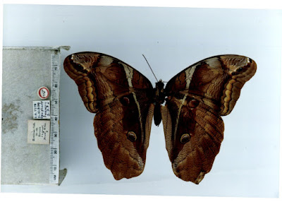 Mariposa cañera violeta (Eryphanis reevesii)