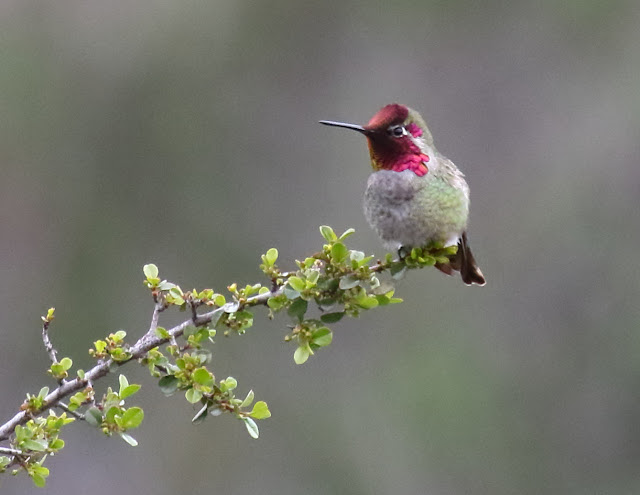 Anna's Hummingbird