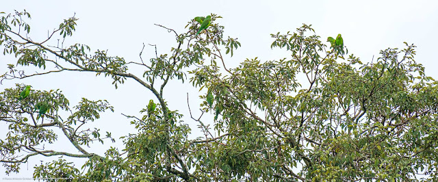 Bando de periquitos em uma árvore