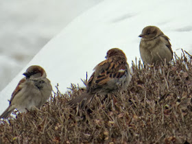 English sparrows