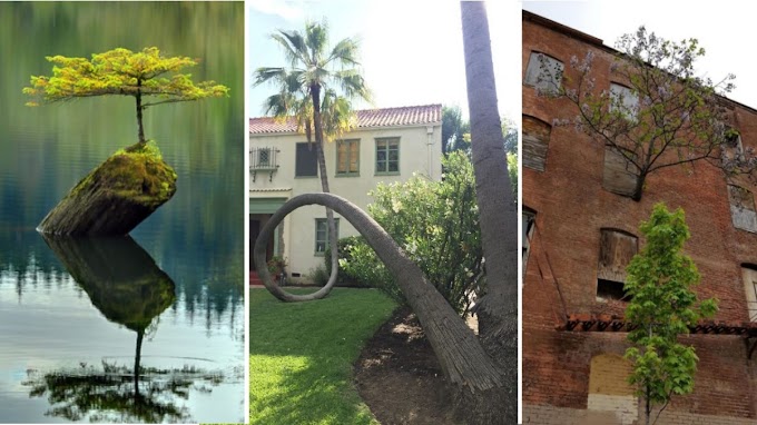 20+ Trees That Grew Up In The Most Impossible Landscapes Proving That Life Always Finds A Way   