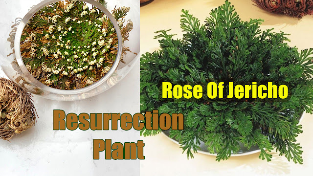 Rose Of Jericho | Resurrection Plant | Resurrection Plants for Sale
